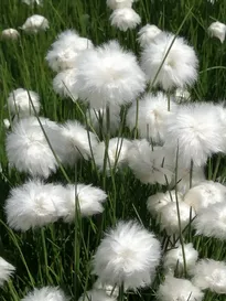 Nahaufnahme von Wollgräsern: weiße, flauschige Blütenbälle auf einer Bergwiese.