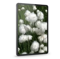 Wollgrasblüten auf einer Bergwiese, abgebildet auf einem Tablet im Hochformat.