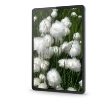 Wollgrasblüten auf einer Bergwiese, abgebildet auf einem Tablet im Hochformat.